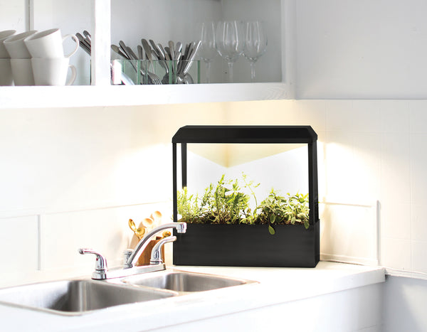 modern sprout Matte black grow house sitting on white kitchen counter next to sink