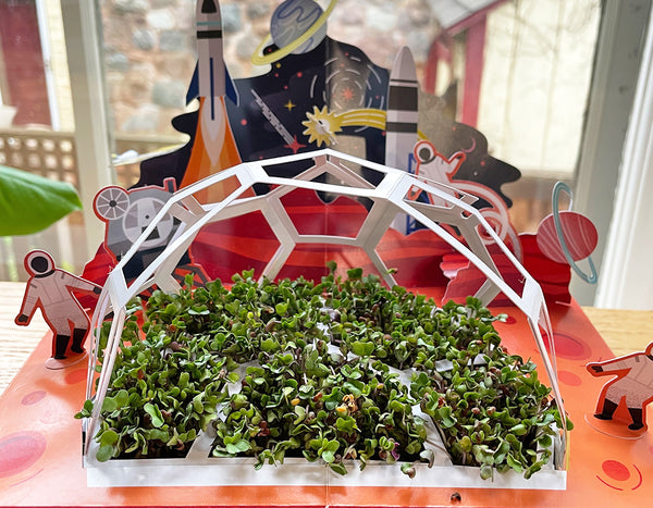 micro-greens pop-up kit