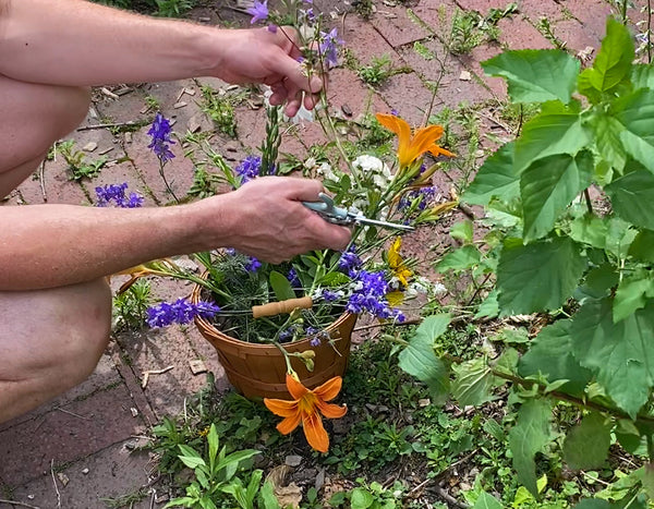 two hands harvesting flowers in an outdoor garden