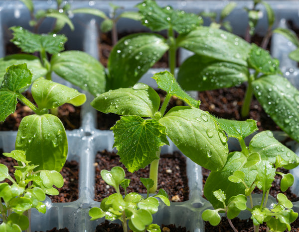 young seedlings just starting to sprout from the ground