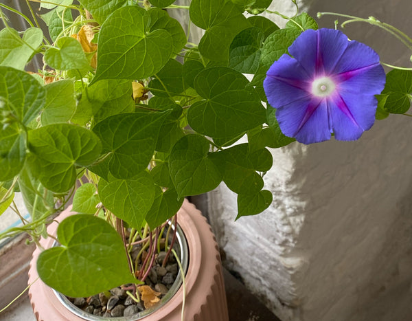 morning glory plant with a purple flower