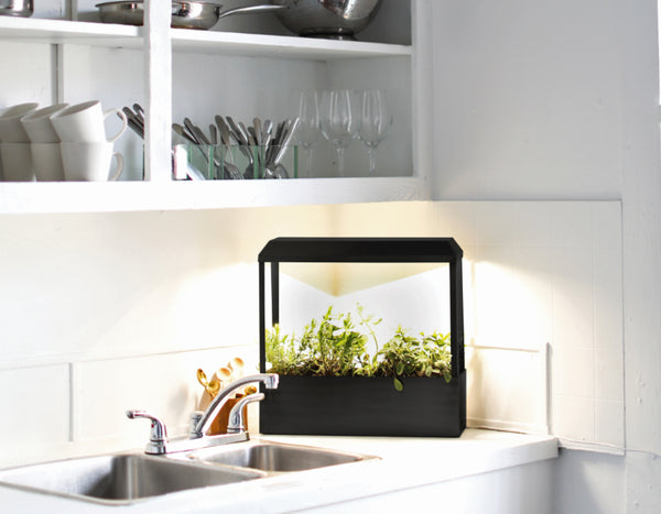 Modern Sprout's smart black growhouse filled with herbs set by a kitchen sink