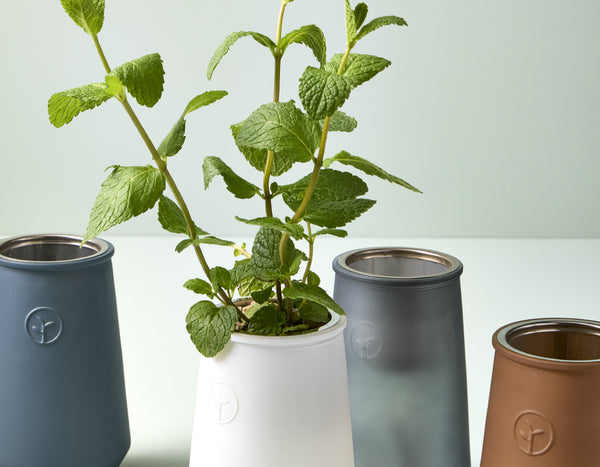 Modern Sprout Mint Tapered Tumbler in white with sage green background