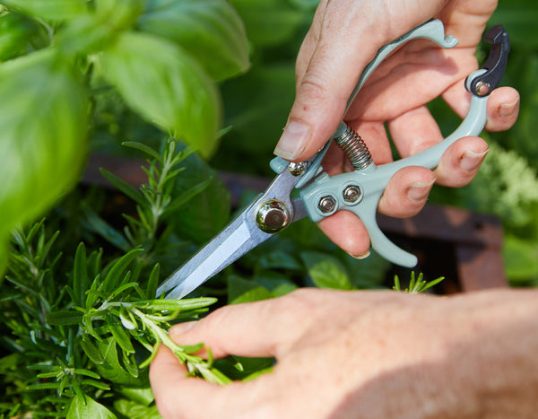 two hands clipping rosemary with the Modern Sprout gardening shears