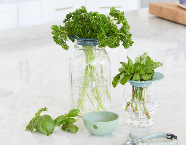 Curly leaf parsley set in a clear mason jar filled with water