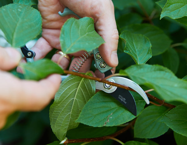 two hands using Modern Sprout gardening shears on a plant outside
