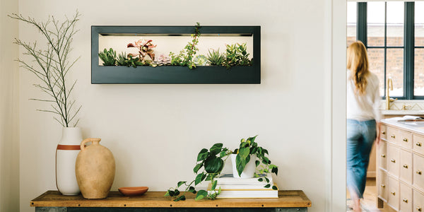 landscape growframe with plants above a console table in living room