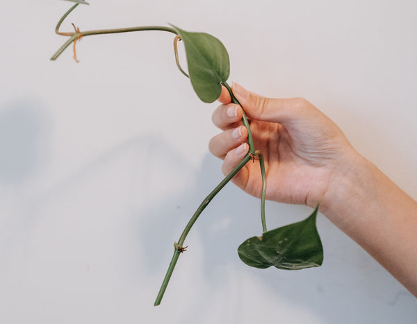 hands holding a clipping of philodendron in front of a white wall