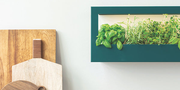 turquoise growframe with basil and herbs mounted on white wall next to a bed