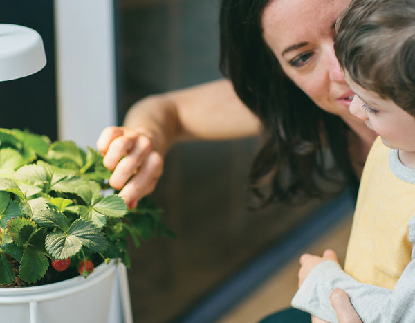 Mother and toddler boy looking at a basil plant in the Modern Sprout Uplift Planter