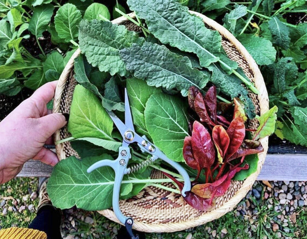 basket of harvested greens from the garden with Modern Sprout Gardening and Pruning Shears on top