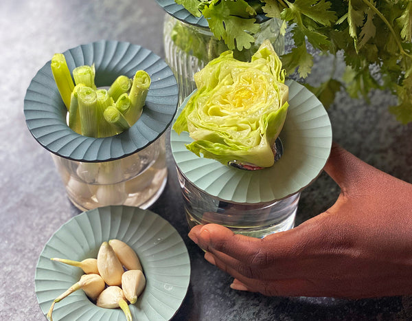 Modern Sprout Produce Keeps with lettuce, garlic and scallions in clear jars