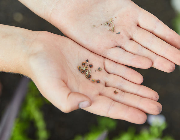 two hands over a garden bed holding dried seeds from flowers 