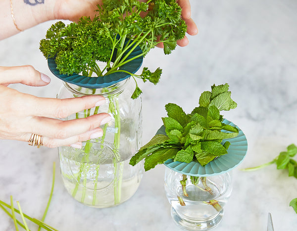 Modern Sprout Product Keeper set on top of a clear glass mason jar with curly leaf parsley