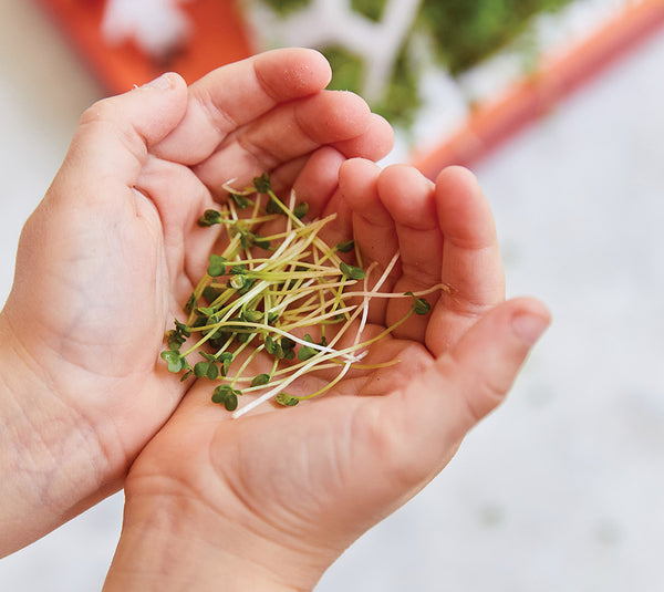 Hands holding a bunch of micro greens