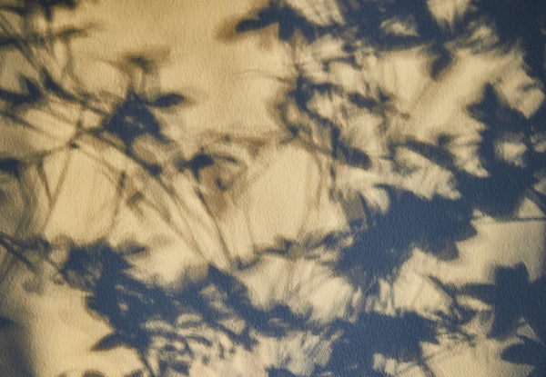 dark tree leaves shadows on a light brown wall