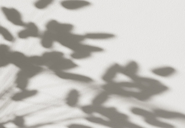 Plant shadows on a white wall