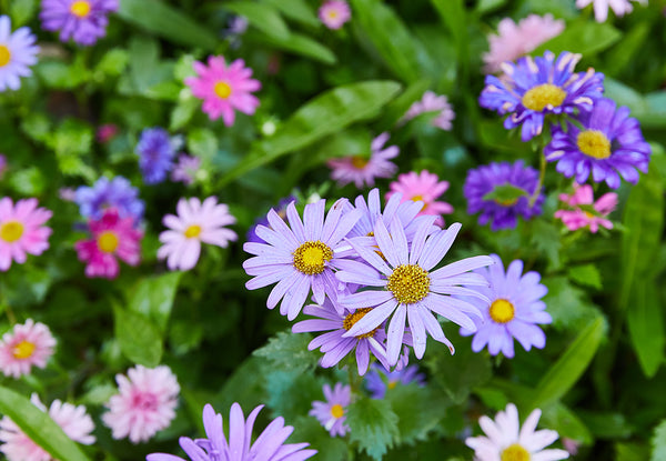 pink and purple wild flowers