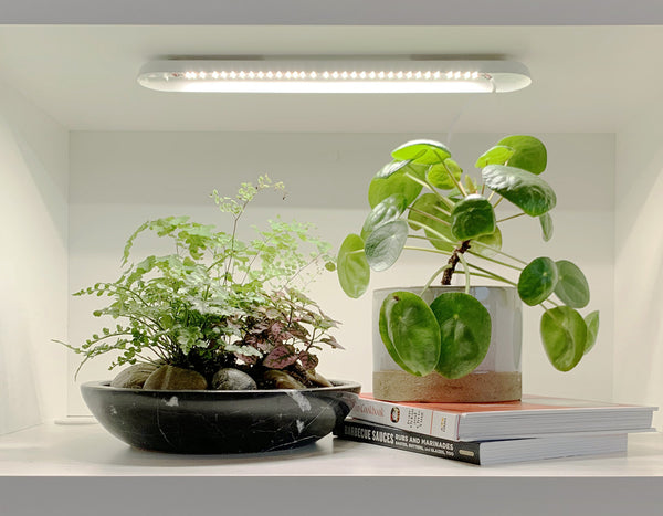 two house plants on a shelf under a grow bar light