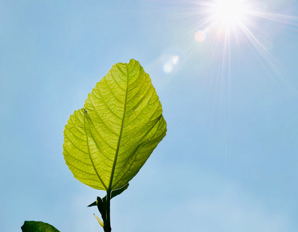 Green leaf with blue sky and sun in the background