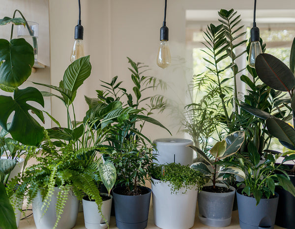 LED bulbs strung over a group of plants indoors