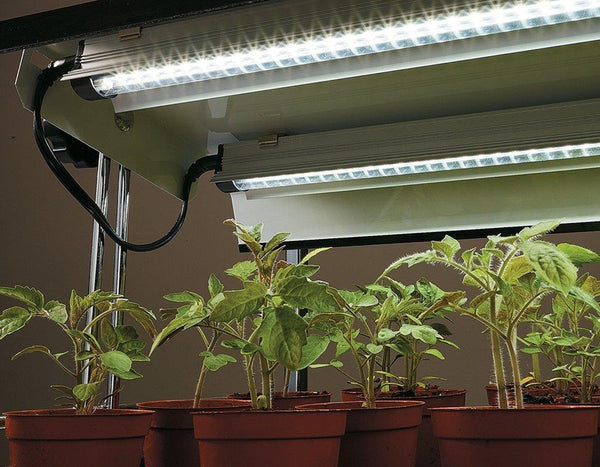 commercial grow light above several mid-grow plants