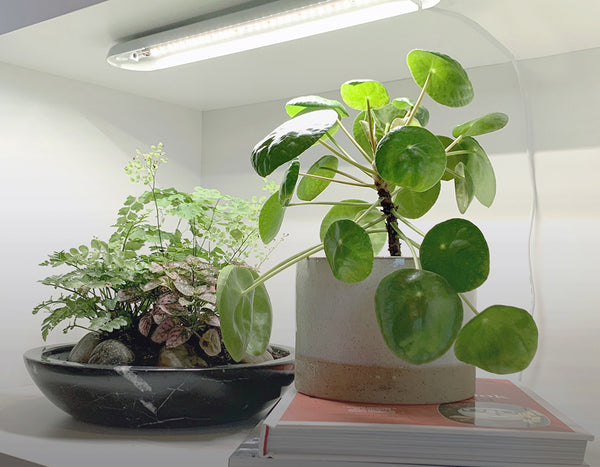 Modern Sprout Grow Bar mounted to a book shelf above two potted plants