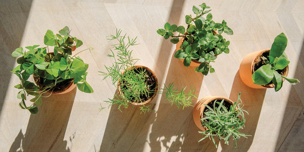 seedling plants on windowsill