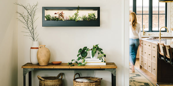 Modern Sprout Smart Landscape Growframe hung above a dining room console table with more plants