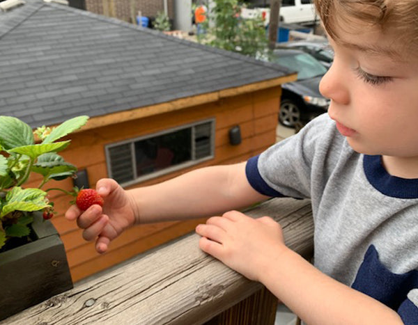 child picking a raspberry 