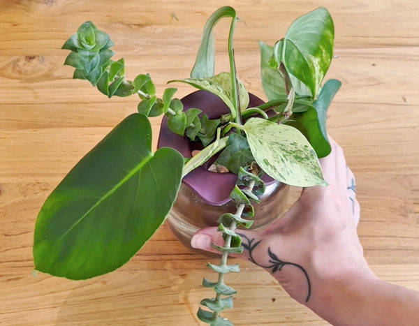 overhead angle of green leaf stems in a short glass vase with a hand holding it on top of a wooden table