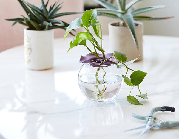 glass with with green leaves propagating on top of a white marble coffee table