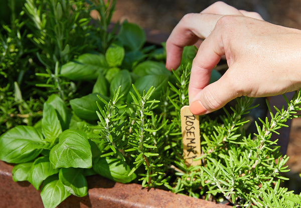 Herb Box hanging on a wooden deck with rosemary