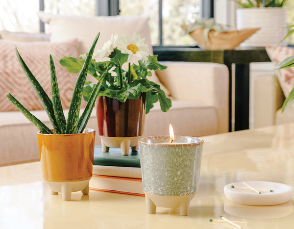 Modern Sprout Rooted Candle next to a small aloe plant on a coffee table