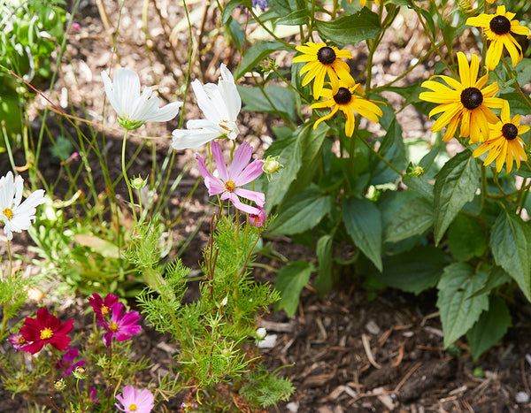 Wildflower garden