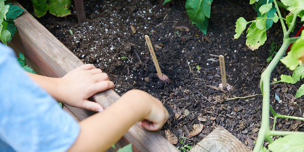 child planting a Modern Sprout Seed Lollipop in the ground