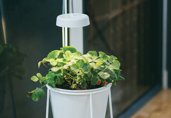 Modern Sprout white Upligt Planter