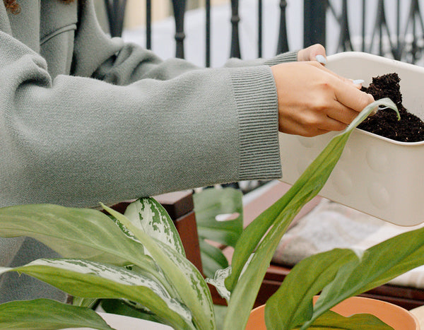 transplanting a green plant and adding more soil to the pot