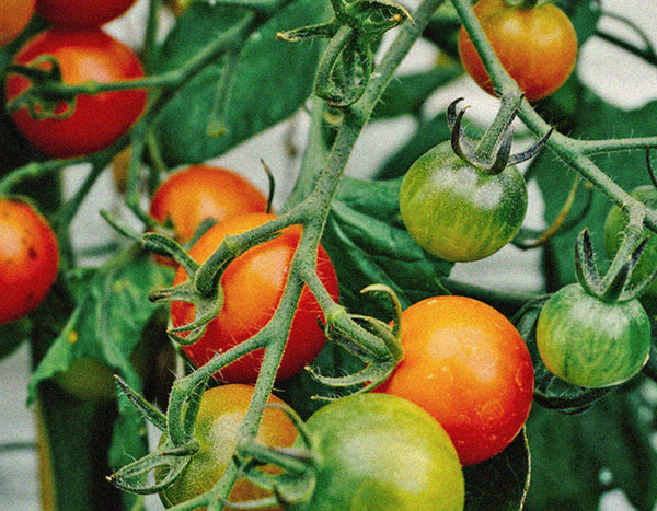 close up of grape tomatoes - some red and some green