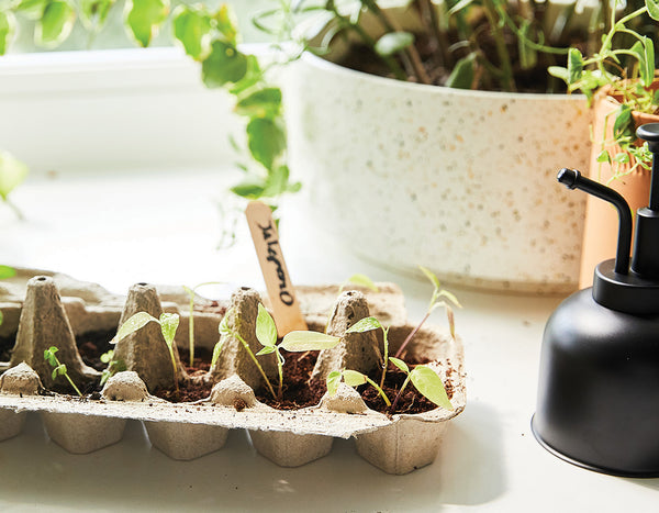 seed starter egg carton in windowsill next to a Modern Sprout plant mister