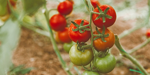 close up of tomato vine with red and green cherry tomatoes