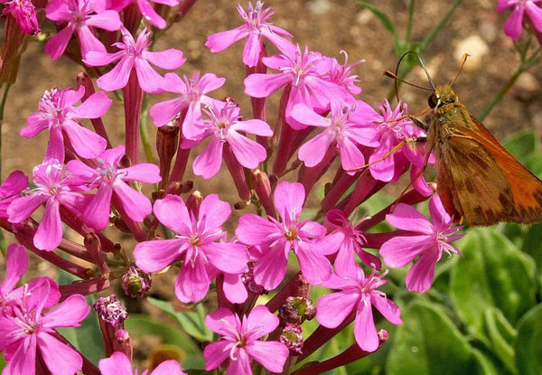 Catchfly Flower Close up