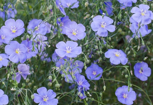 Blue Flax flower close up