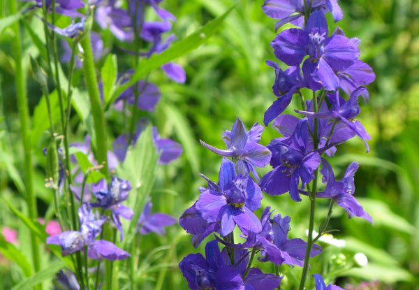 Larkspur flower close up