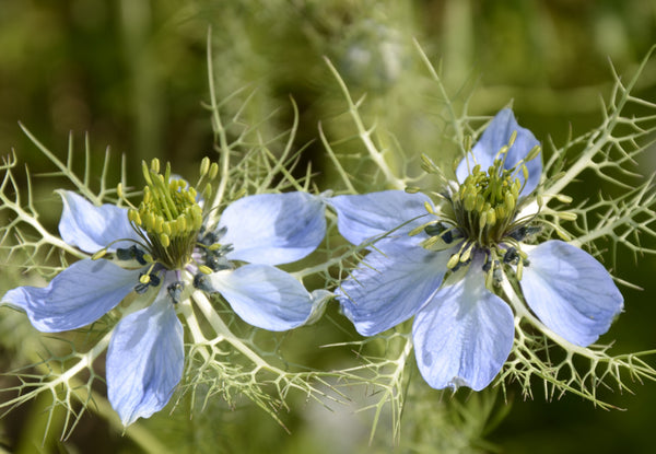 Love-in-a-mist flower close up