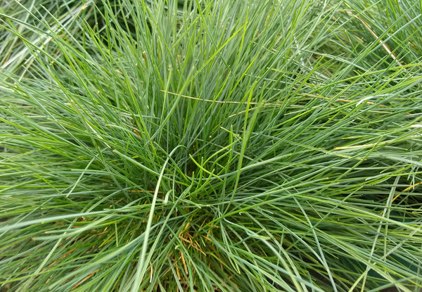 sheep fescue grass