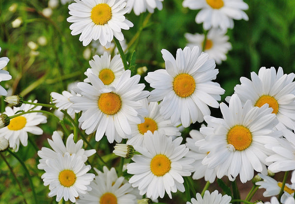 close up of daisies