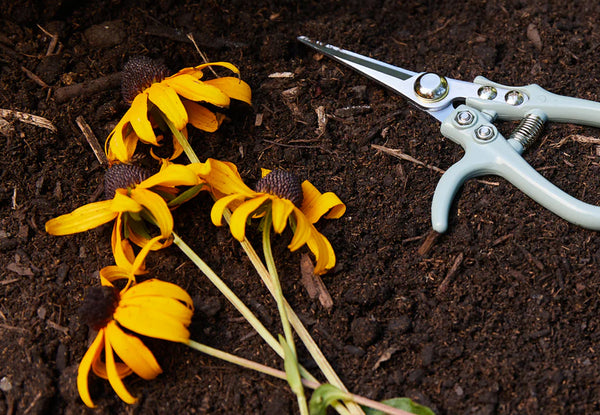 clipped black eyed susan flowers on top of soil next to Modern Sprout gardening shears