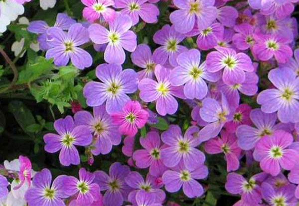 Virginia Stock flower close up