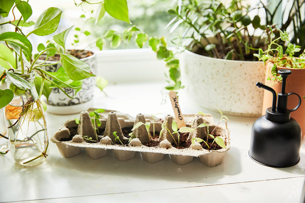 egg carton on windowsill used as a seed starting vehicle